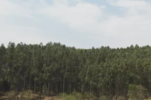 Fundação Florestal-SP 2026 Concurso